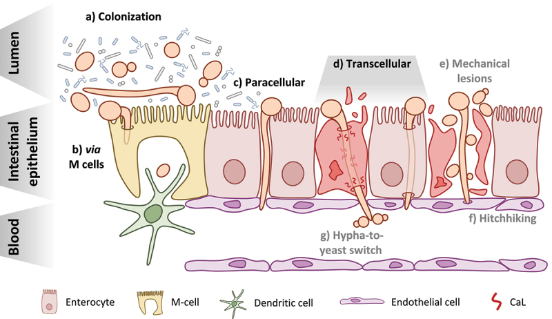 Figure 1.