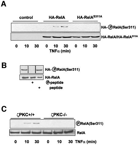 graphic file with name cdg370f2.jpg