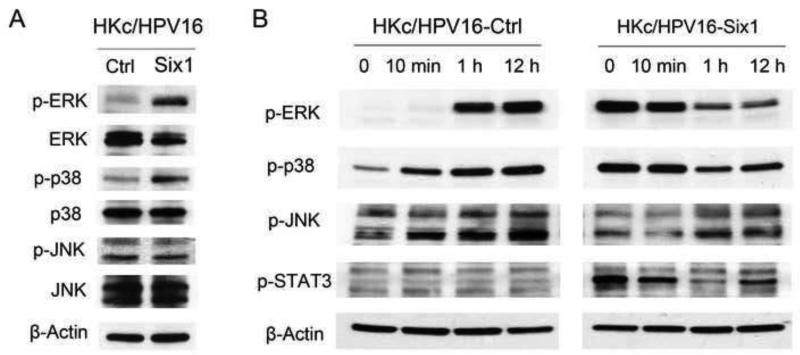 Fig.7