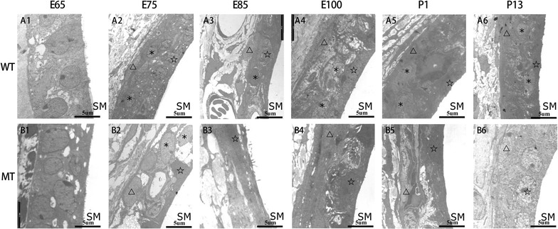 Fig. 2