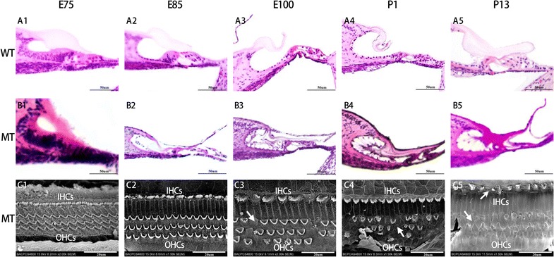 Fig. 3