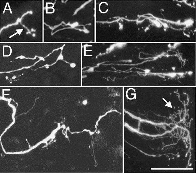 Figure 10.