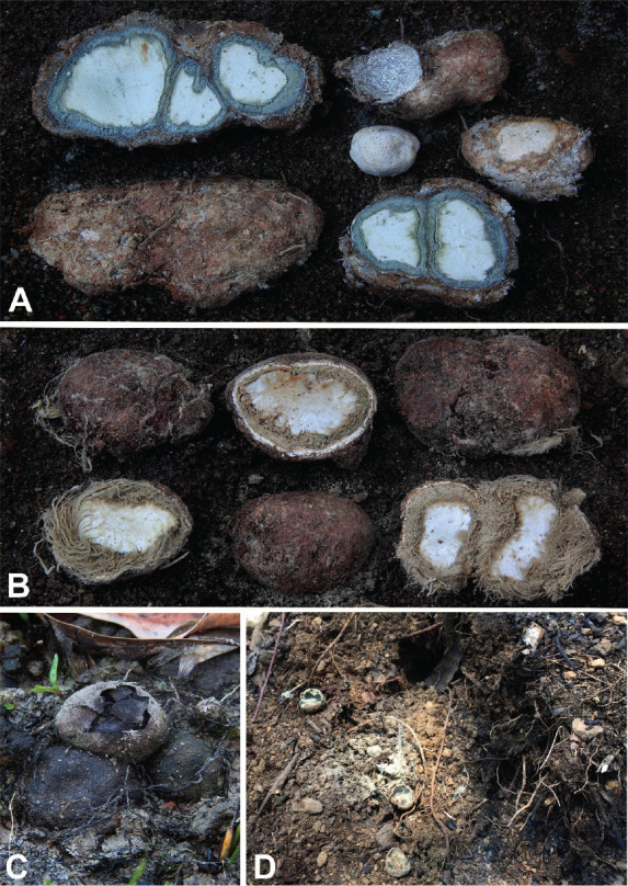 Fig. 7.