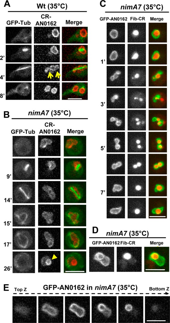 FIG 3