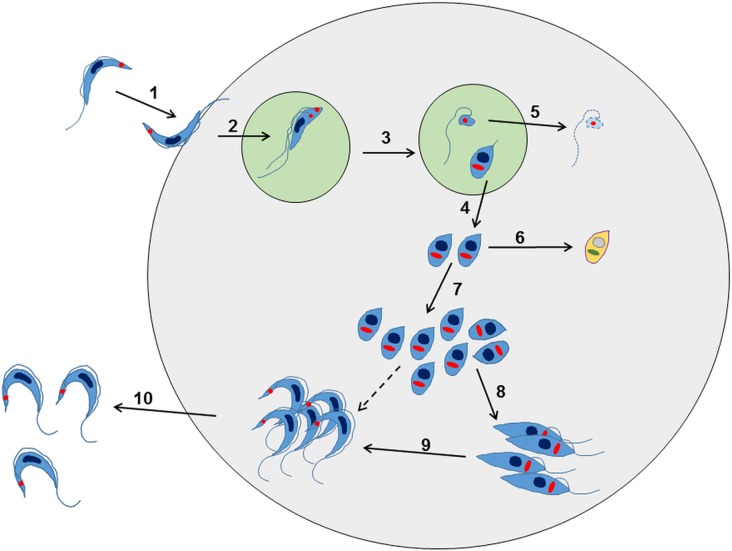 Fig. 2.