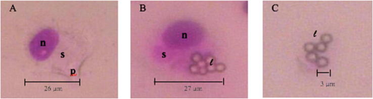 Fig. 10