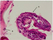 Fig. 5:
