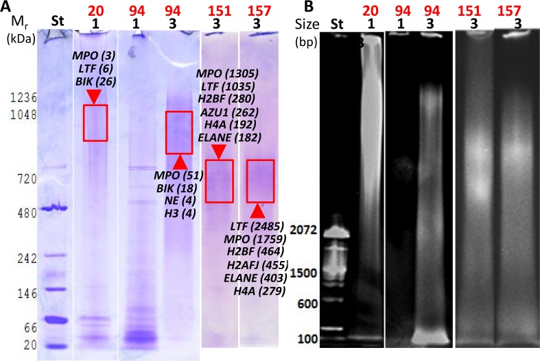 Fig 5