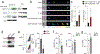 Fig. 6: