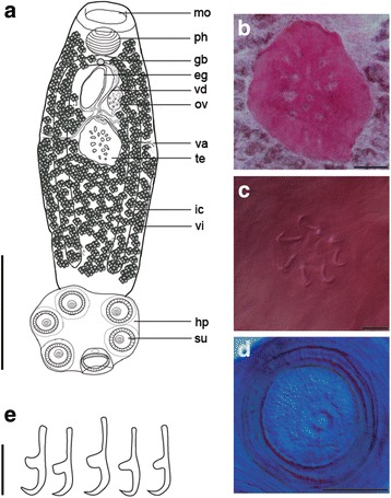 Fig. 2