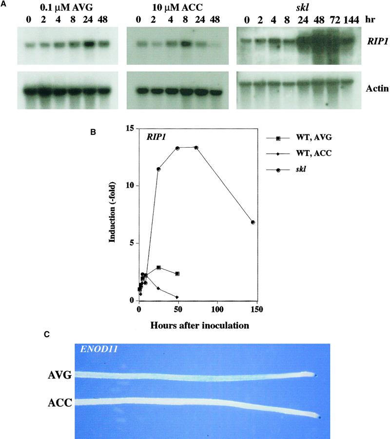 Figure 4.