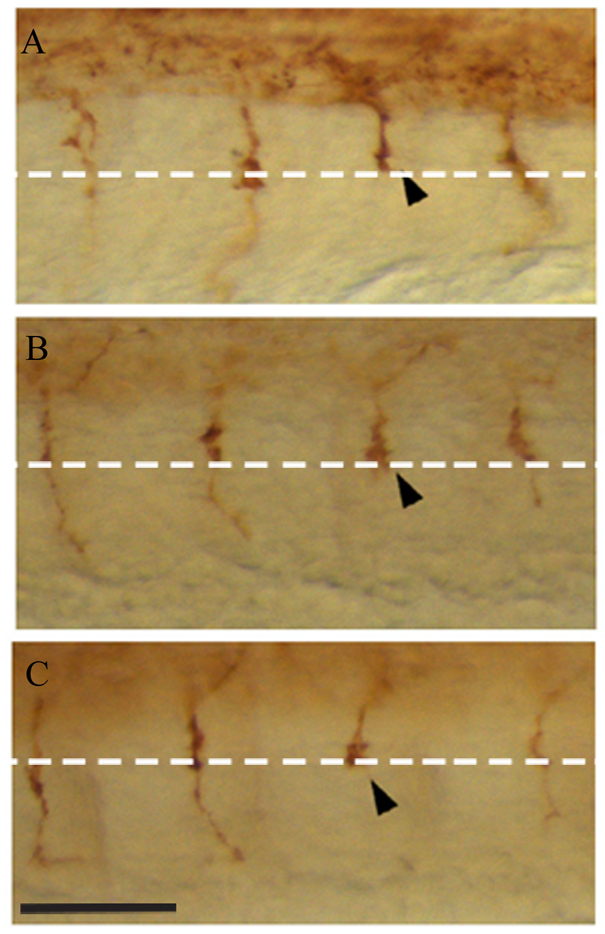 Fig. 5.