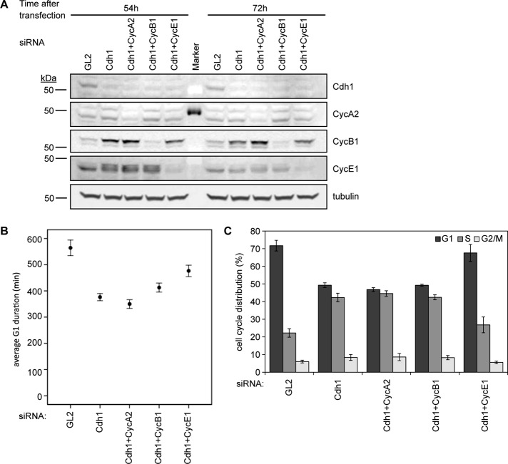 FIGURE 3: