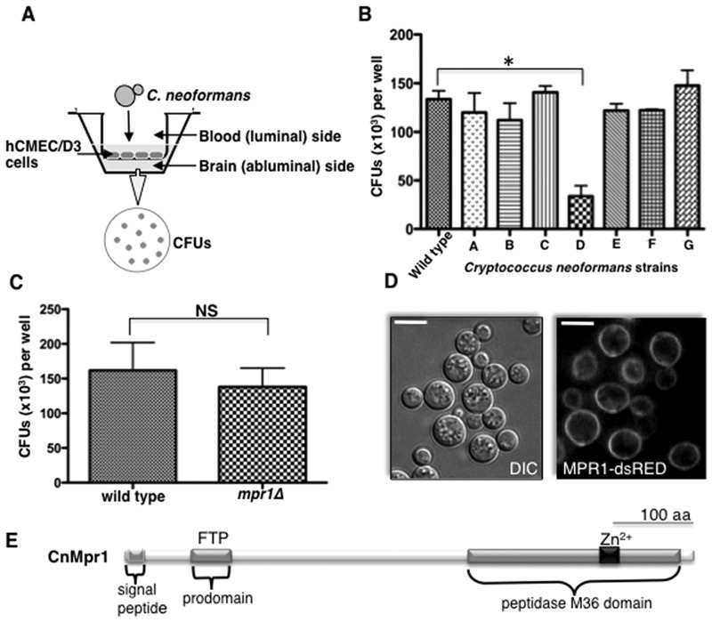 FIG 1 