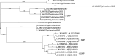 Fig 4
