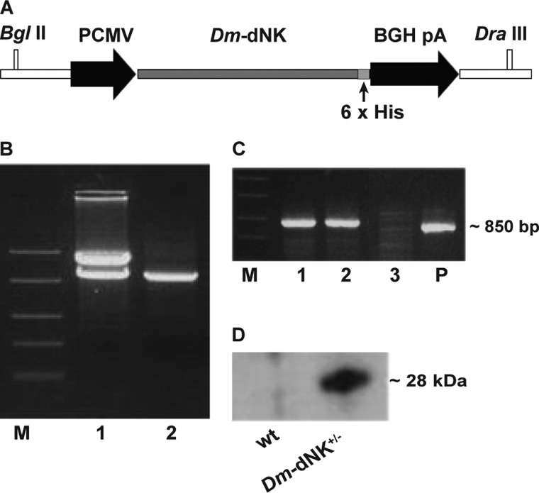 FIGURE 1.