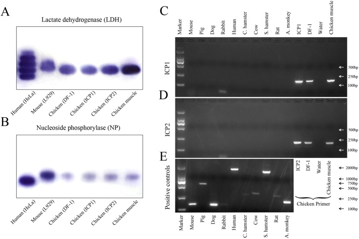 Fig 7