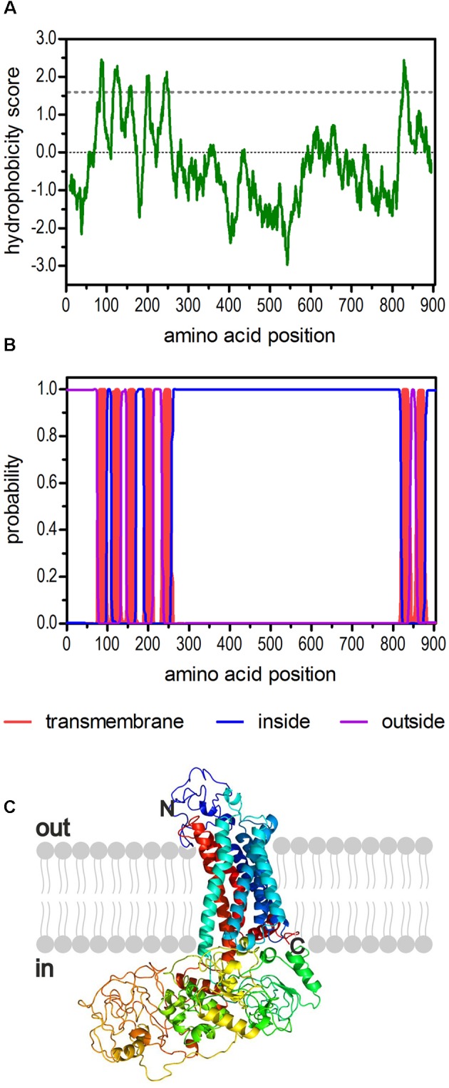 FIGURE 1