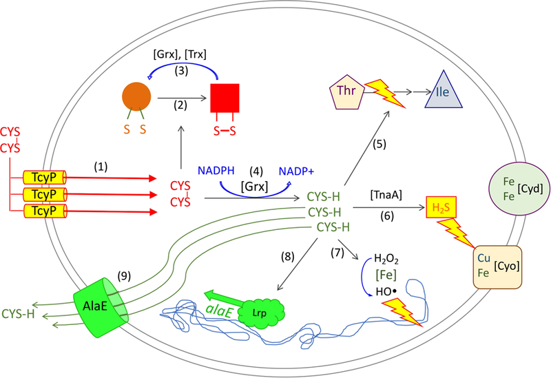 Figure 13.