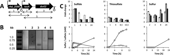 FIGURE 1.