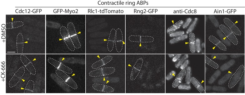 Figure 1—figure supplement 1.