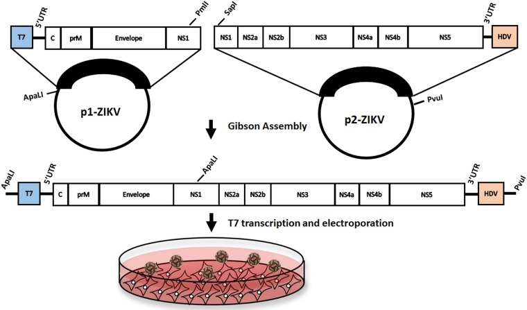 FIG 1