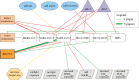 Coronaviruses network connection diagram.