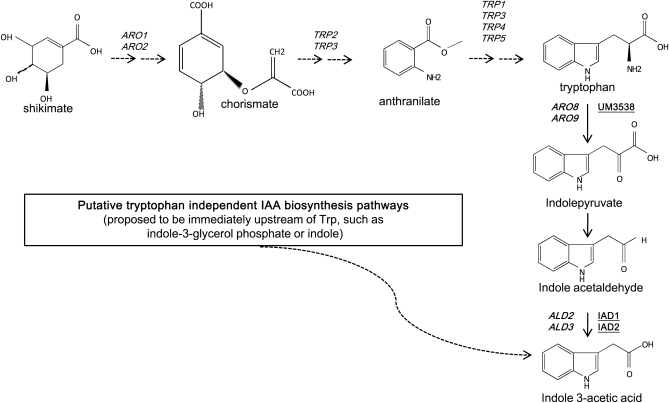 Figure 1.—