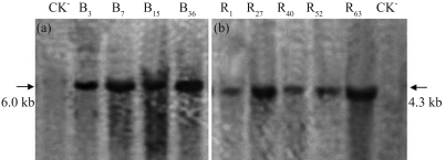 Figure 2