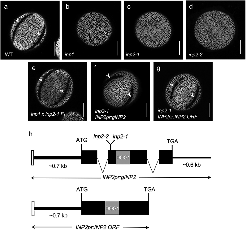 Fig.1