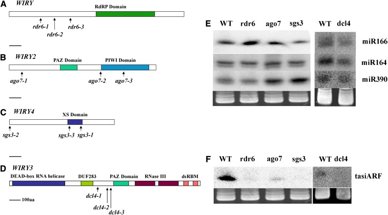 Figure 2.