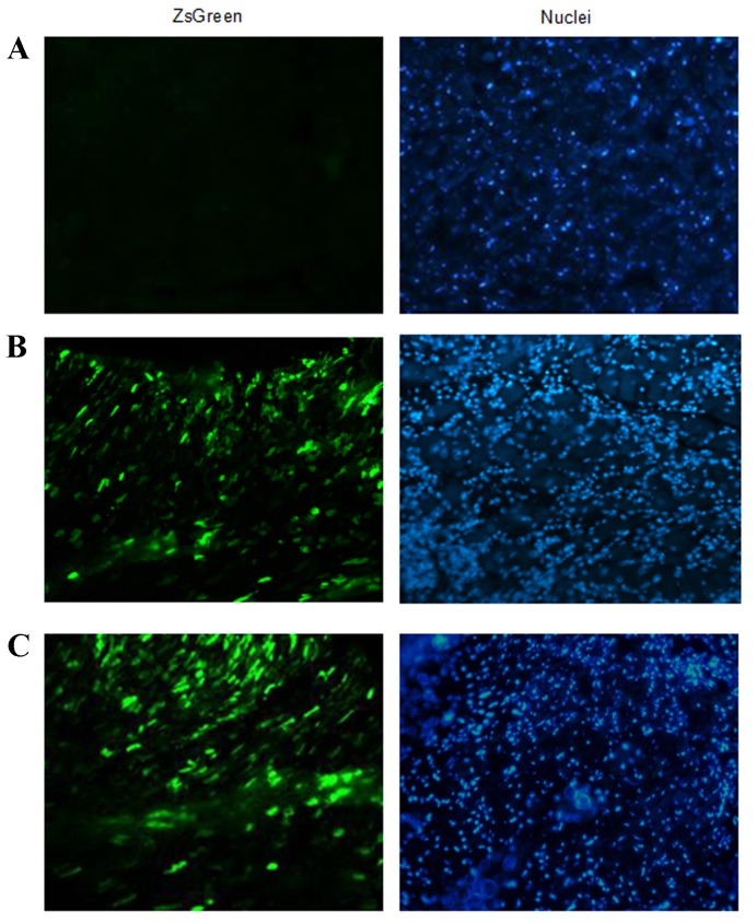 Figure 2.