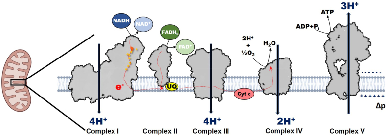 Fig. 1
