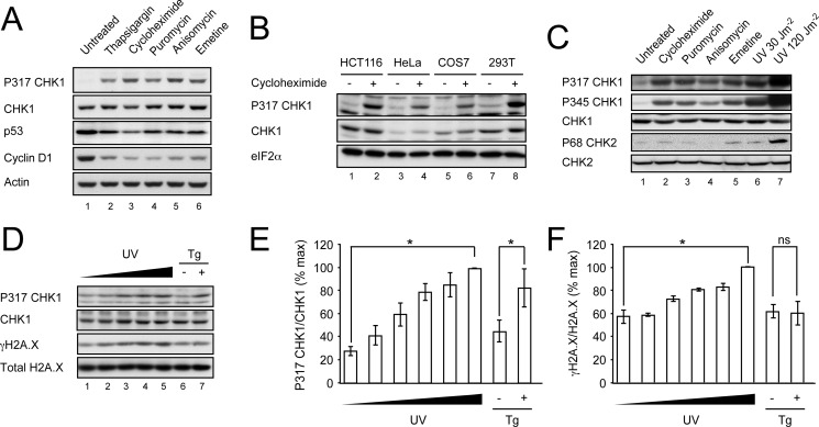 FIGURE 1.