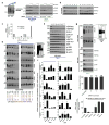 Extended Data Figure 7