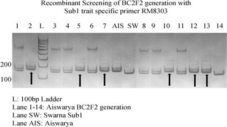 Fig. 13