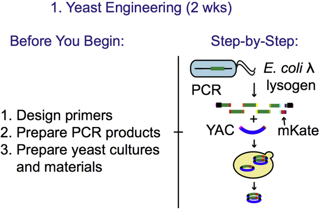 Figure 1