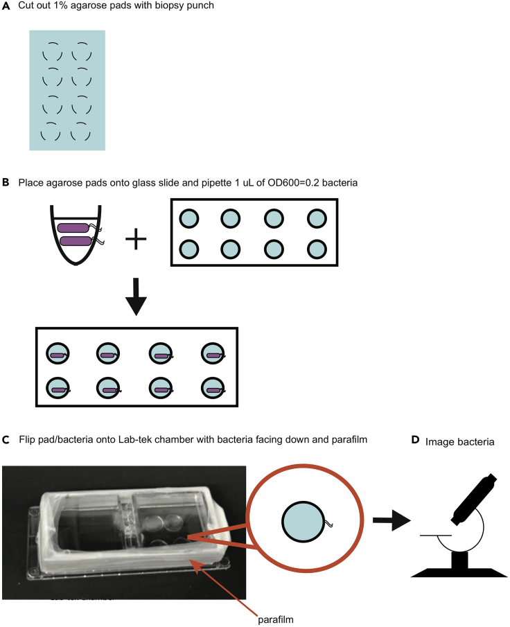 Figure 10