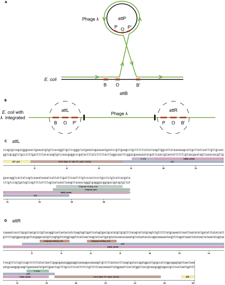 Figure 4