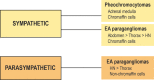 Overview of pheochromocytomas and paragangliomas by function,
location, and cellular type. EA = extra-adrenal, HN = head and neck.
(Reprinted, with permission, from University of Rochester, Rochester, New
York © 2022; illustration by Nazdezhda D. Kiriyak.)