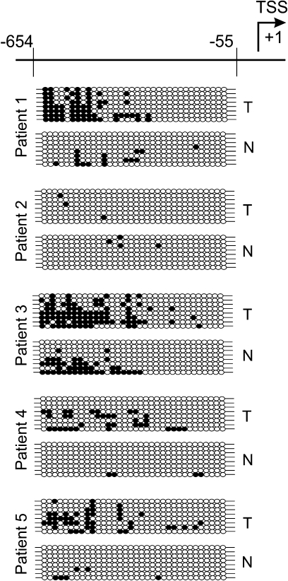 Fig. 6.