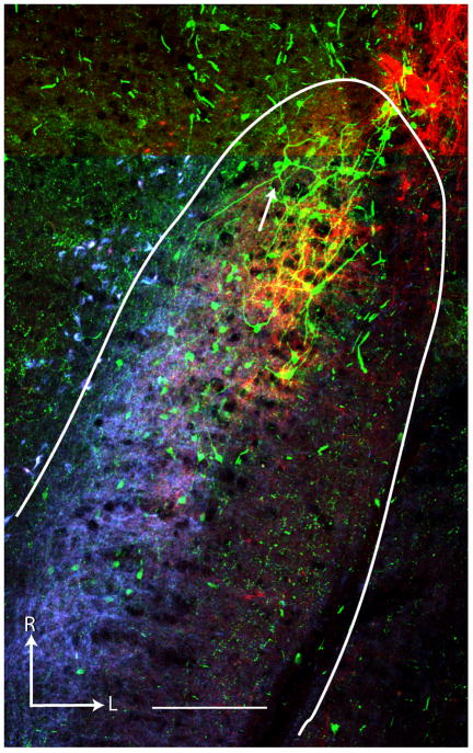 Figure 3