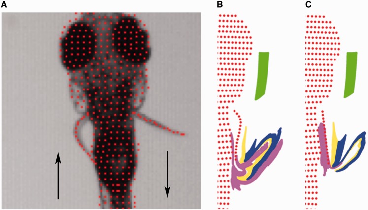 Fig. 4