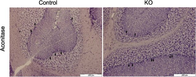 Figure 13.