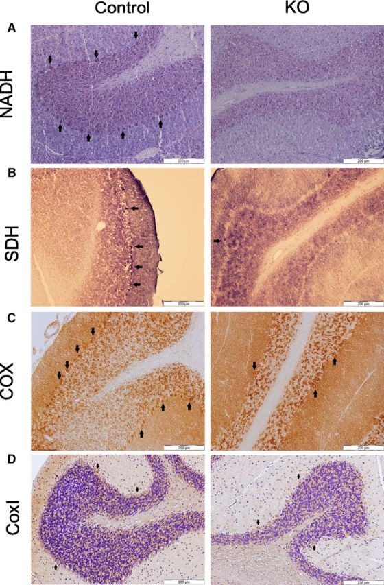 Figure 12.