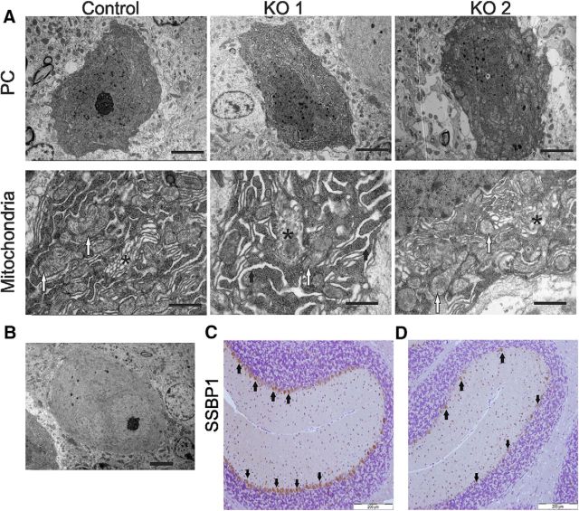 Figure 11.