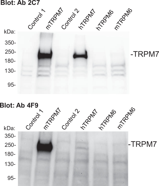 Figure 1—figure supplement 1.