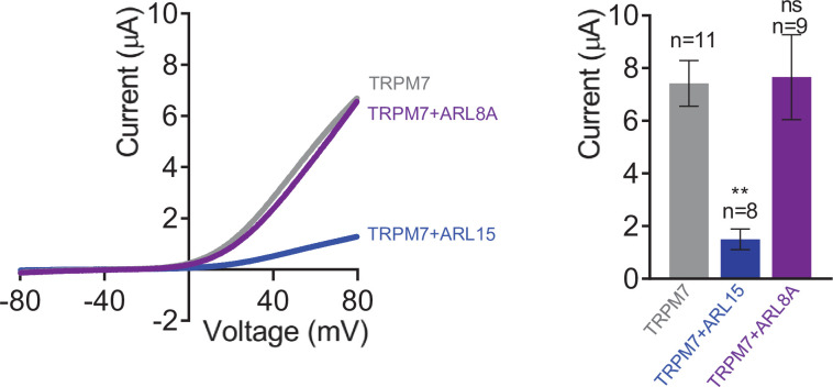 Figure 3—figure supplement 2.