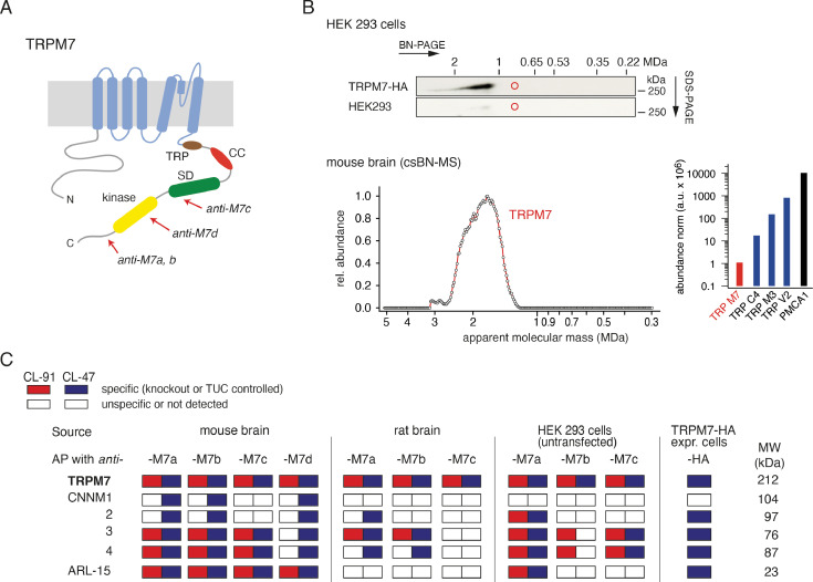 The molecular appearance of native TRPM7 channel complexes identified ...