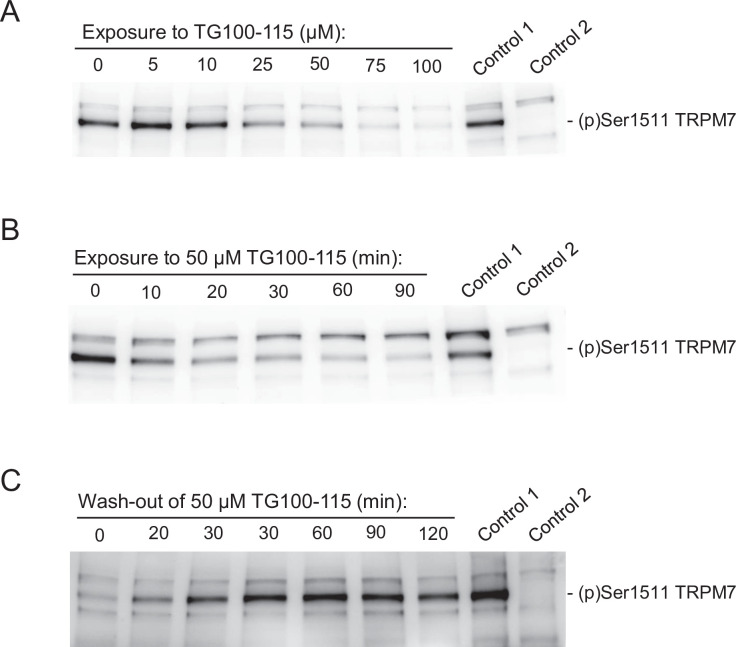 Figure 5—figure supplement 1.